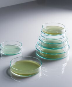 glass petri dish