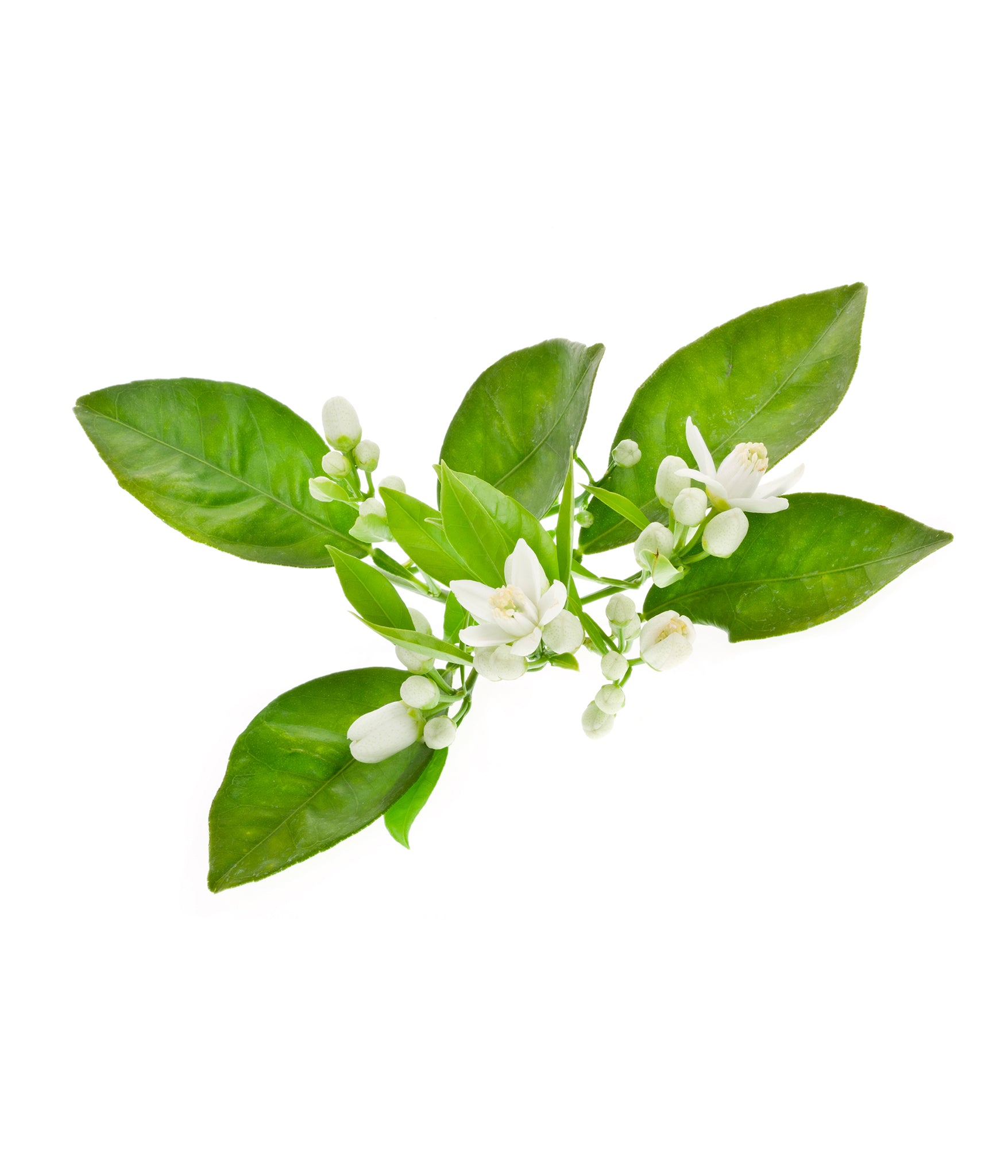 Neroli essential oil 10ml