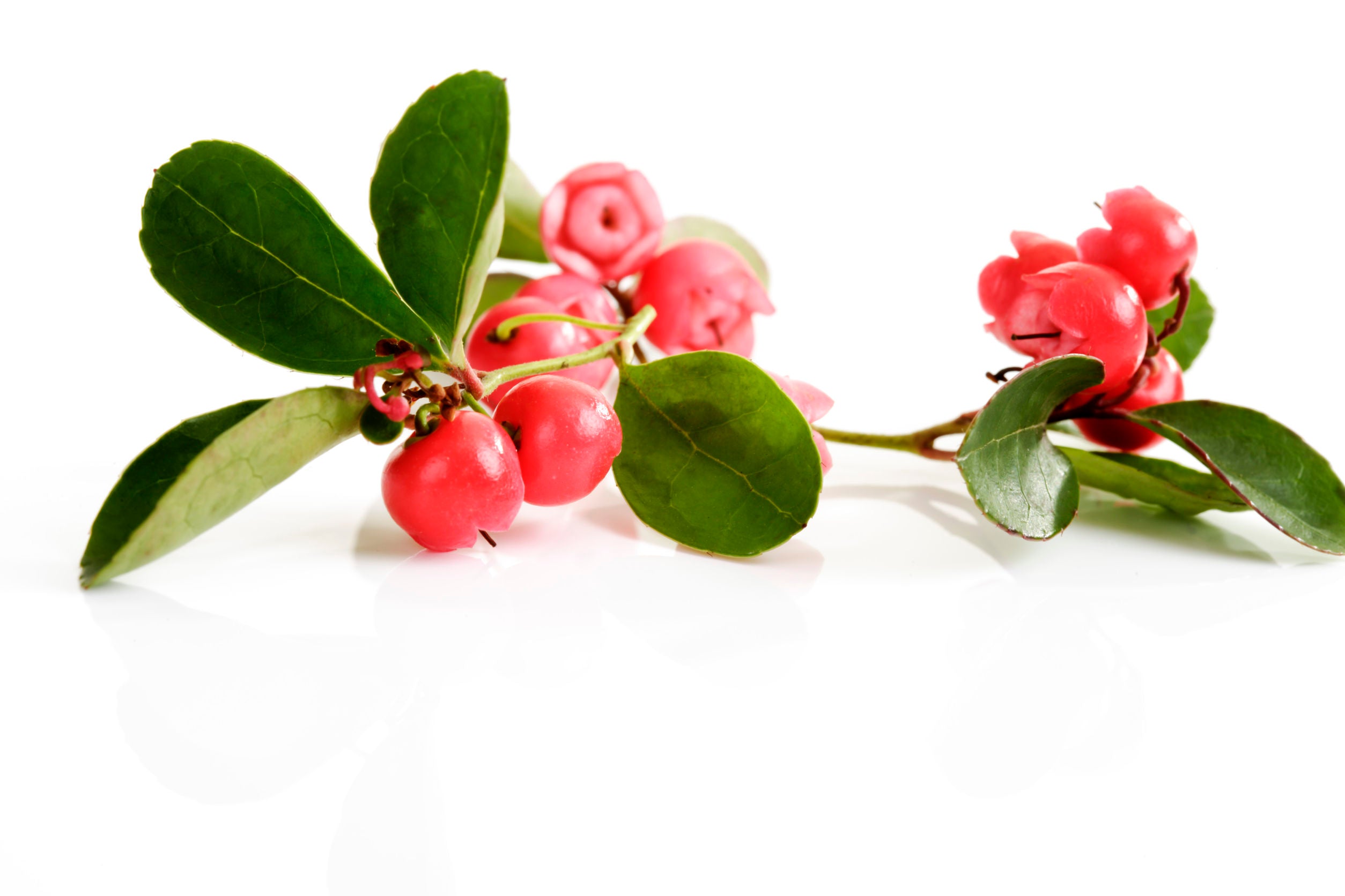 Wintergreen essential oil 10ml